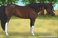 Horse Color:Brown 