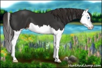 Horse Color:Liver Chestnut Splash