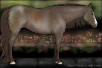 Horse Color:Liver Red Roan 
