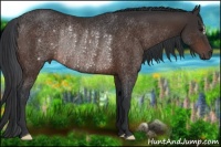 Horse Color:Brown Rabicano 