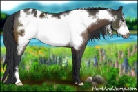 Horse Color:Brown Frame Appaloosa 
