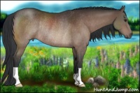 Horse Color:Brown Rabicano 