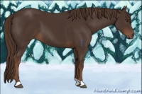 Horse Color:Liver Chestnut 