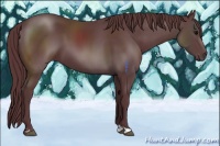 Horse Color:Chocolate Black 