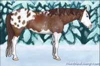 Horse Color:Chocolate Brown Splash Appaloosa 