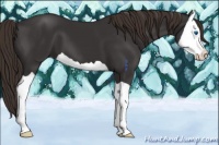 Horse Color:Liver Chestnut Splash 