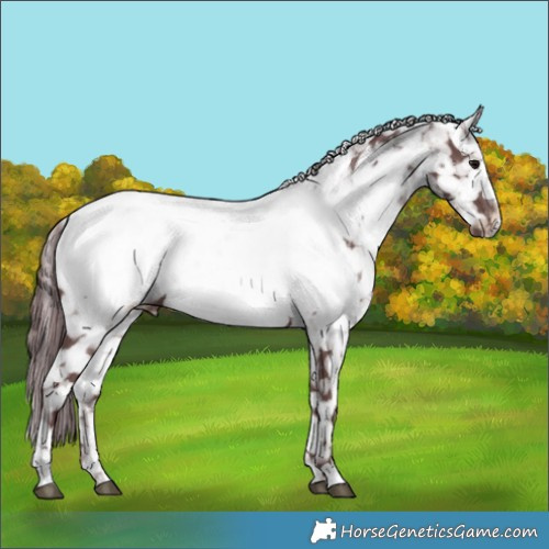 Horse Color:Chocolate Black Appaloosa 