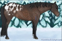 Horse Color:Brown Appaloosa