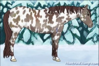 Horse Color:Chocolate Black Appaloosa 