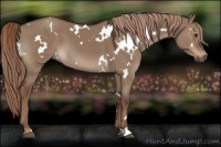 Horse Color:White Spotted Liver Red Dun 