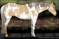 Horse Color:White Spotted Chocolate Palomino Dun 