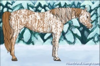 Horse Color:Chestnut  and Chestnut Appaloosa 