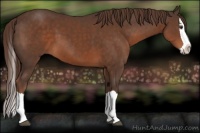 Horse Color:Liver Chestnut Splash 