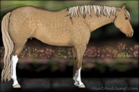 Horse Color:Chocolate Palomino Dun