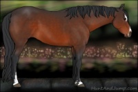 Horse Color:Bay Sabino