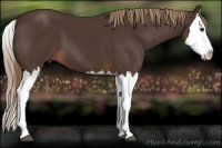 Horse Color:Liver Chestnut Splash 