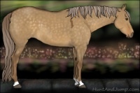 Horse Color:Chocolate Palomino Dun 