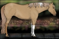Horse Color:Chocolate Palomino Dun Tobiano 