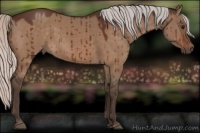 Horse Color:Silver Bay Dun Brindle 
