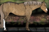 Horse Color:Chocolate Palomino Dun Brindle 