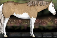 Horse Color:Chocolate Palomino Dun Splash 