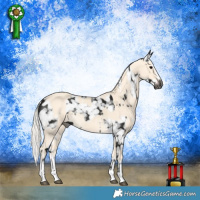 Horse Color:Gray Black Appaloosa  and Cremello Splash 