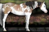 Horse Color:White Spotted Brown Dun Splash Rabicano 