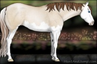 Horse Color:Smoky Grullo Pearl Sabino Splash 
