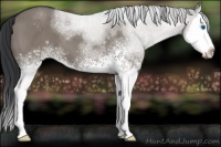 Horse Color:White Spotted Grullo Sabino Splash 