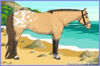 Horse Color:Buckskin Roan Appaloosa 