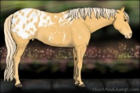 Horse Color:Palomino Appaloosa 