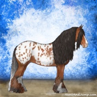 Horse Color:Bay Sabino Appaloosa