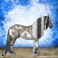 Horse Color:White Spotted Grullo Rabicano