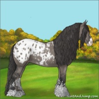 Horse Color:Grullo Sabino Appaloosa 