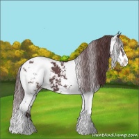 Horse Color:Chocolate Black Sabino Appaloosa 