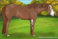 Horse Color:Chestnut Splash Frame