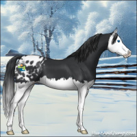 Horse Color:Black Splash Appaloosa 