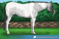 Horse Color:Smoky Blue Roan Tobiano 