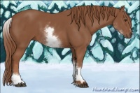 Horse Color:White Spotted Chestnut Sabino 