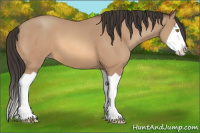 Horse Color:Amber Champagne Splash 