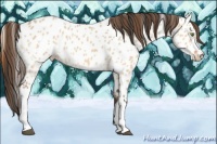 Horse Color:Bay Dun Near Leopard 