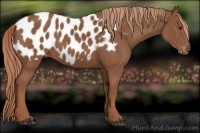 Horse Color:Chestnut Appaloosa 