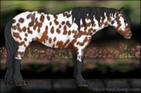 Horse Color:Bay Appaloosa 