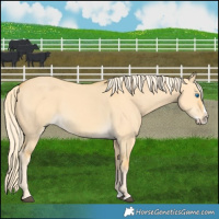 Horse Color:Palomino Dun Splash 