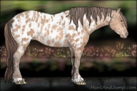Horse Color:Amber Champagne Appaloosa  and Amber Champagne Appaloosa 
