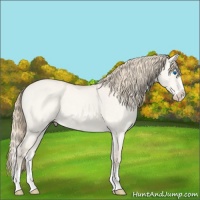 Horse Color:Perlino Dun Splash 