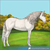 Horse Color:Perlino Dun Splash