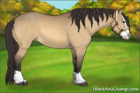 Horse Color:Buckskin Dun Splash 