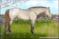 Horse Color:Buckskin Dun Splash Appaloosa 