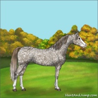 Horse Color:Smoky Grullo Splash Appaloosa 